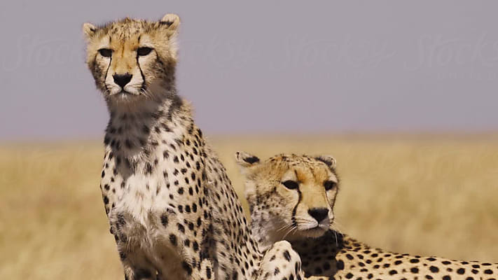 Cheetah Camouflage Africa by Stocksy Contributor Kike Arnaiz