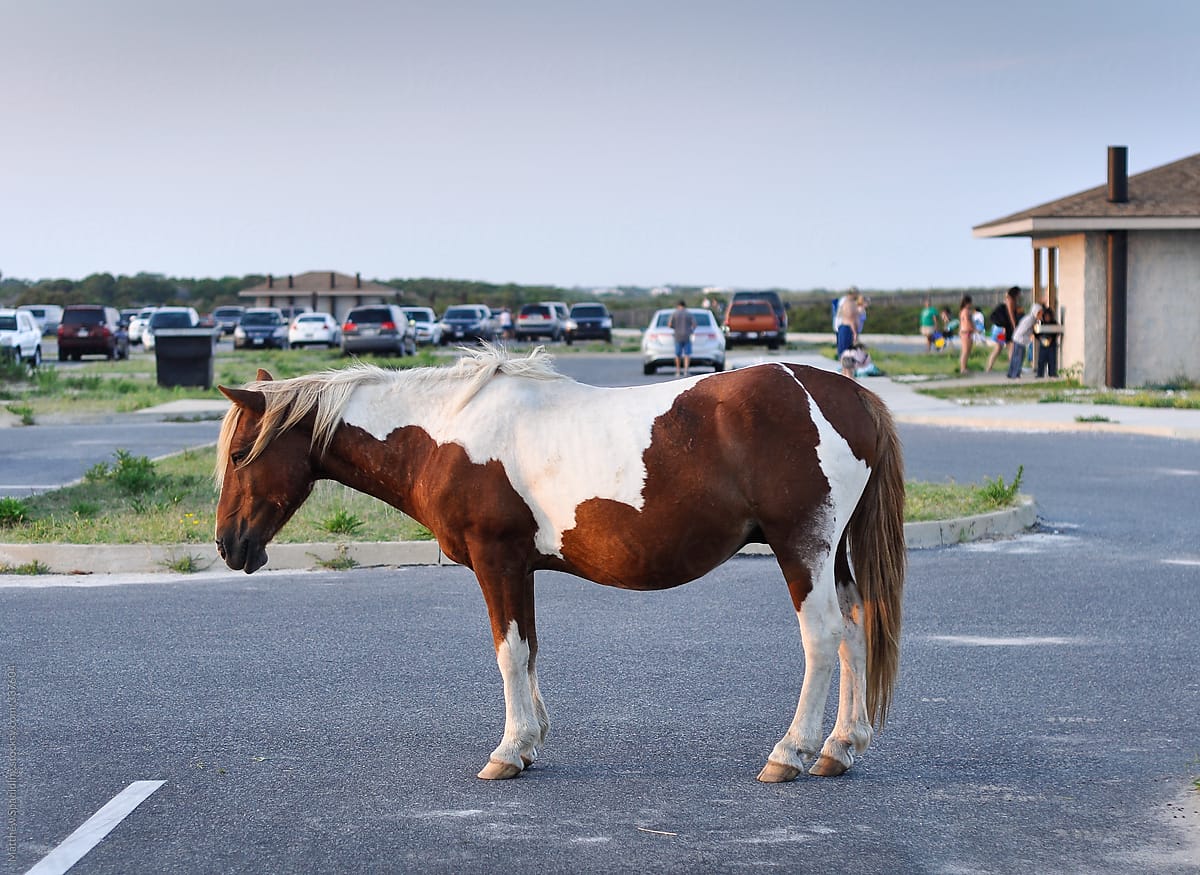 White and brown wild horse standing alone in car parking lot