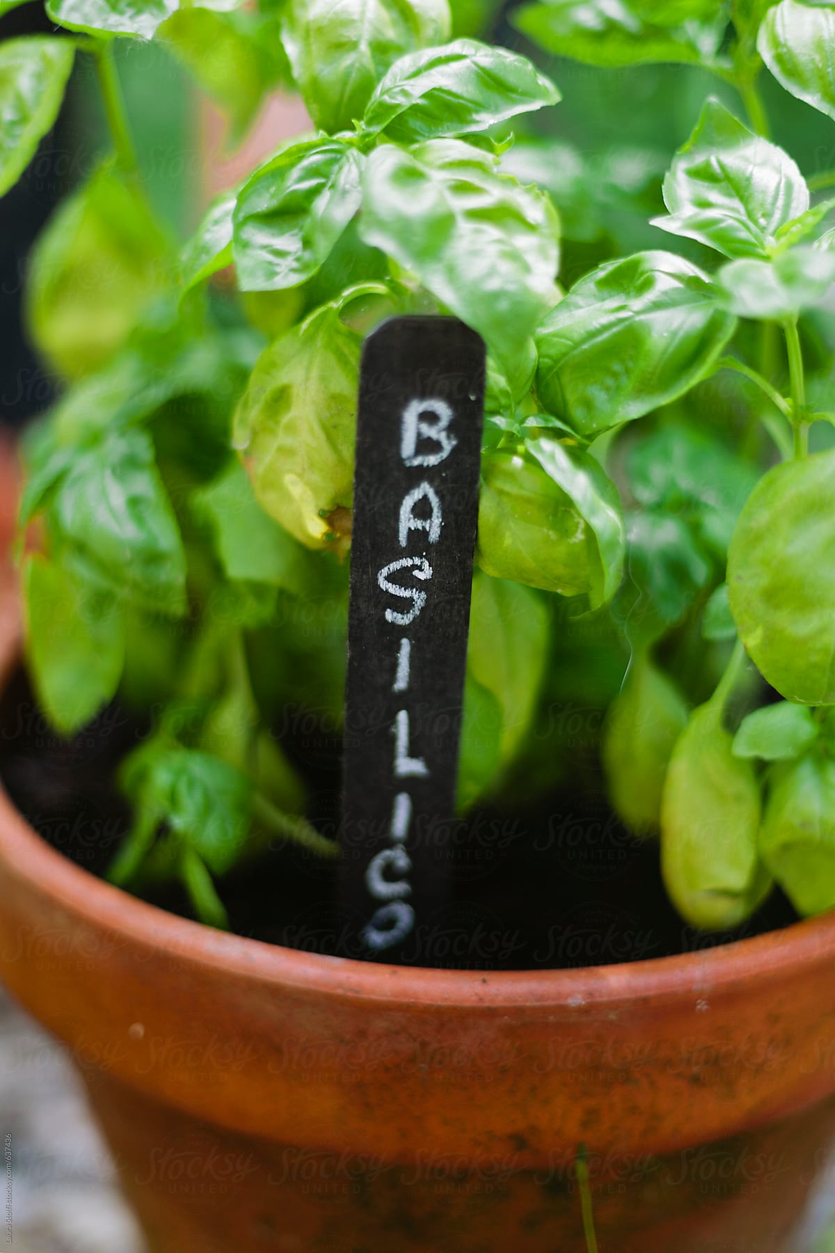Word Basilico (basil in italian) handwritten on label in pot
