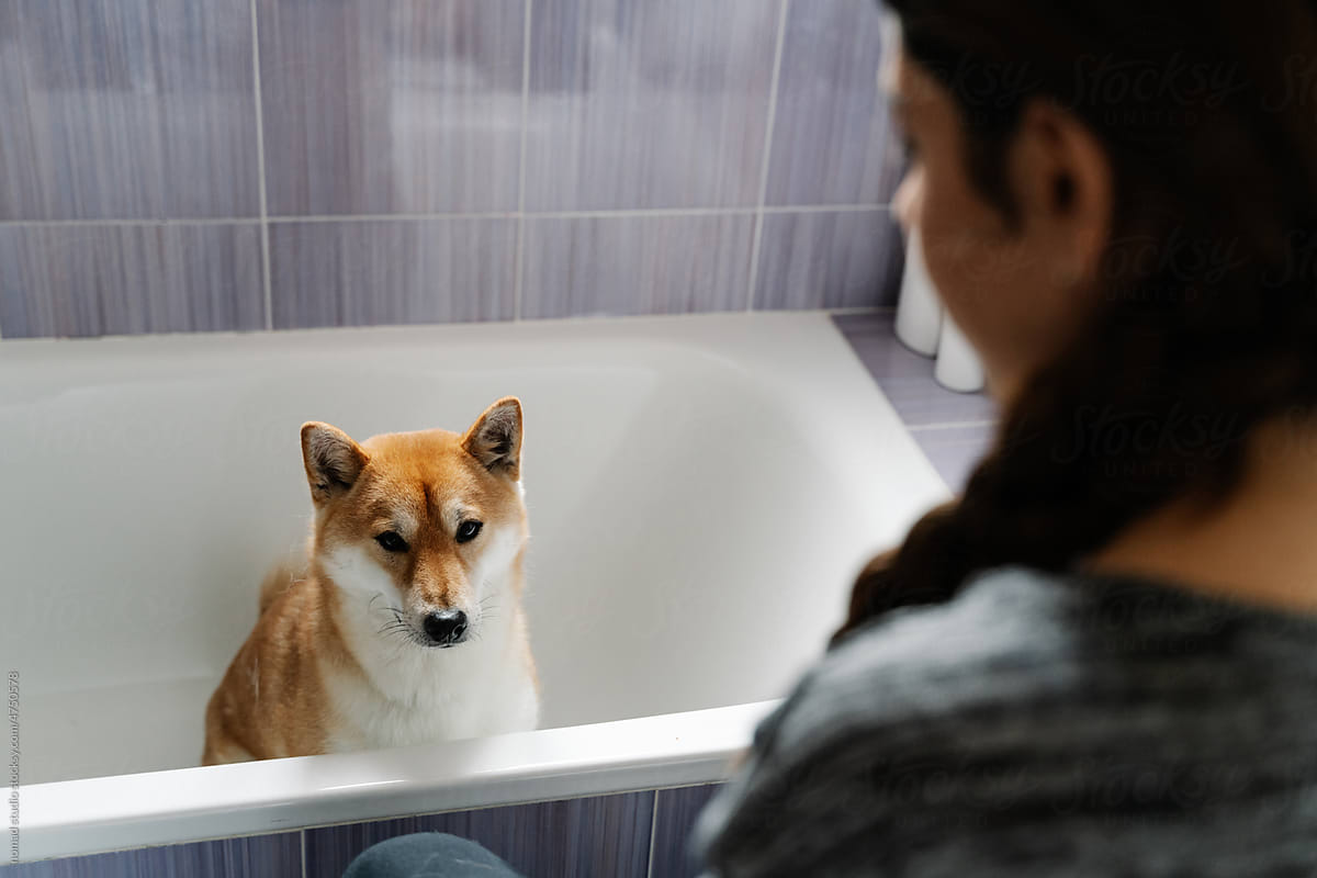 Dog waiting to be bathed by owner.