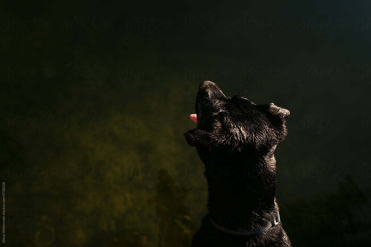 Dog looking out over the dark lake