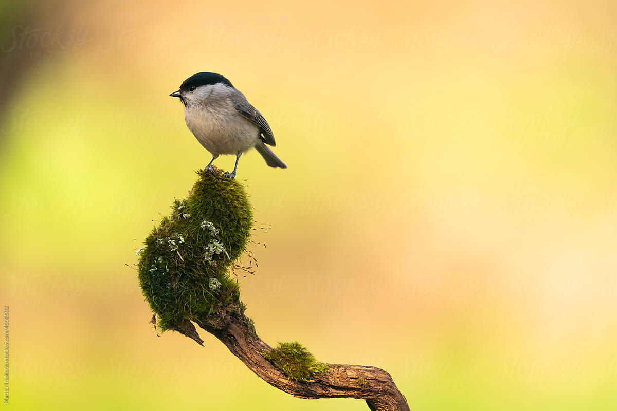 Marsh Tit Standing On A Mossy Branch