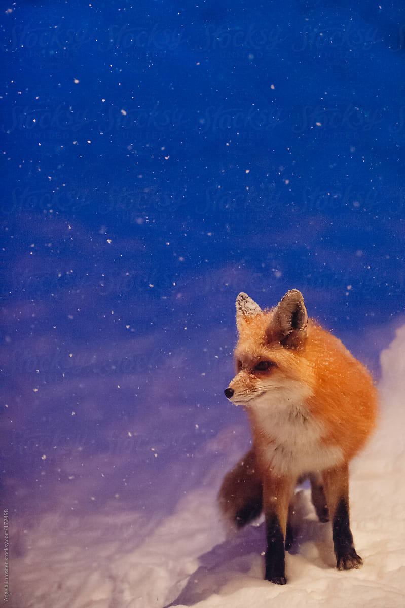 foxin snow