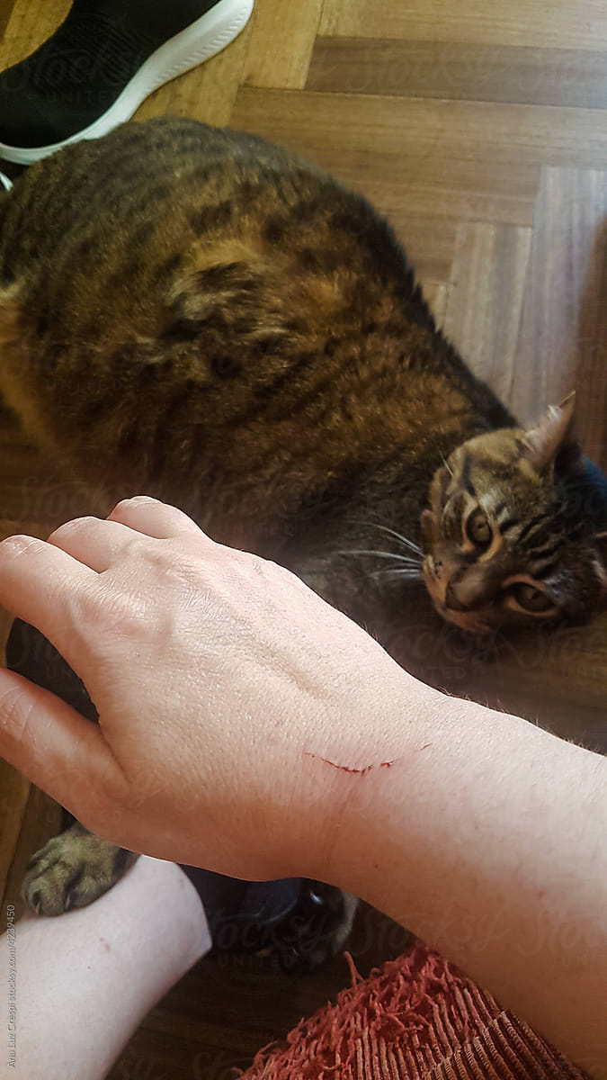 Guilty cat after scratching his owner