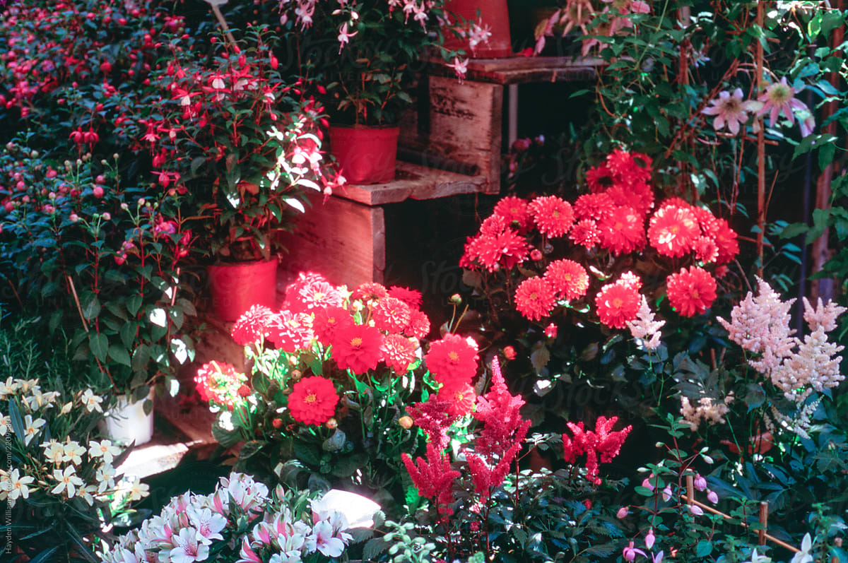 Flower Market with bright red flowers on a bright, sunny day