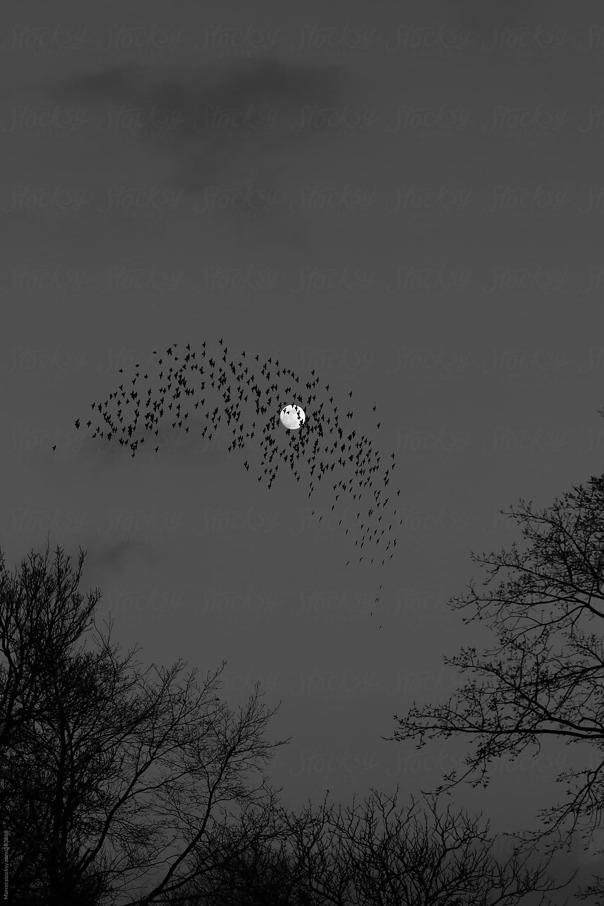 Flock of starlings in front of the moon