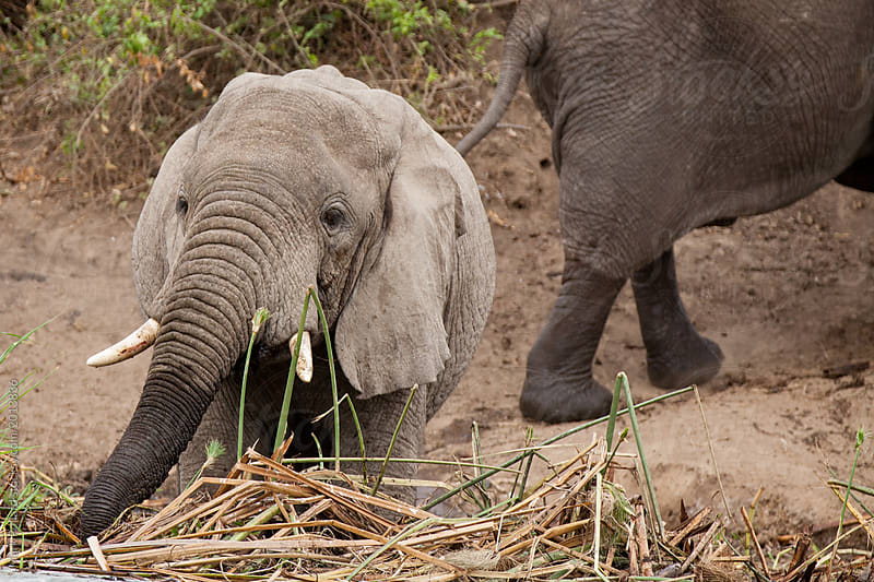 Young Elephant at River's Edge