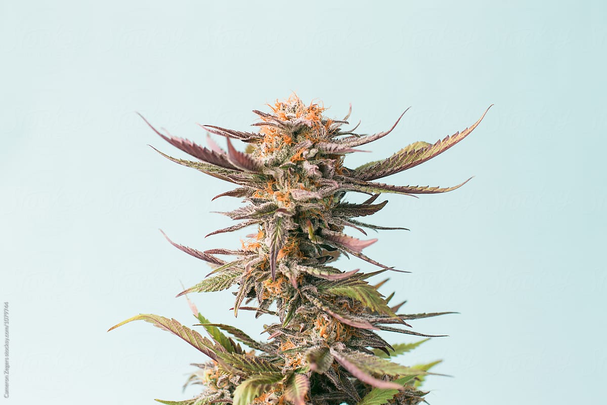 marijuana plant cutting on blue background
