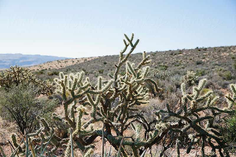 Cactus in the open desert