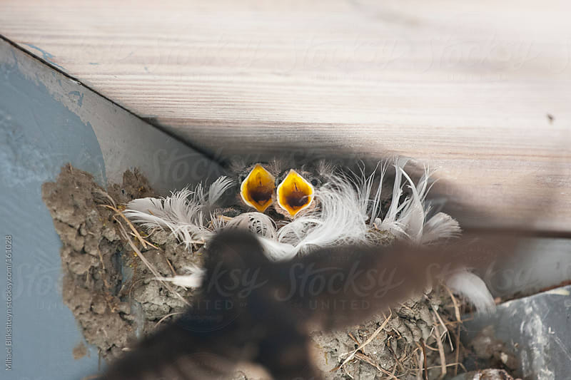 Wild Barn Swallow Mother Feeding Her Two Chicks In Nest By Mihael Blikshteyn Stocksy United