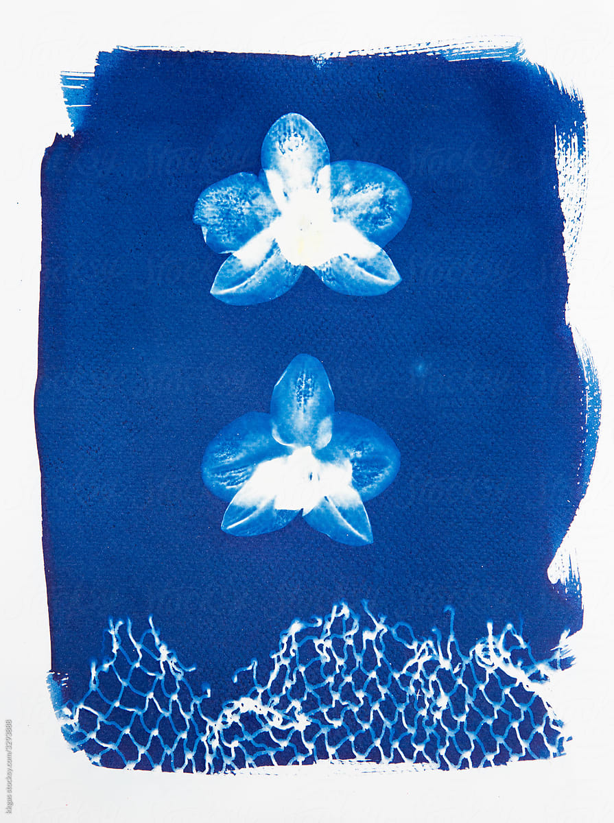 Orchid cyanotype print