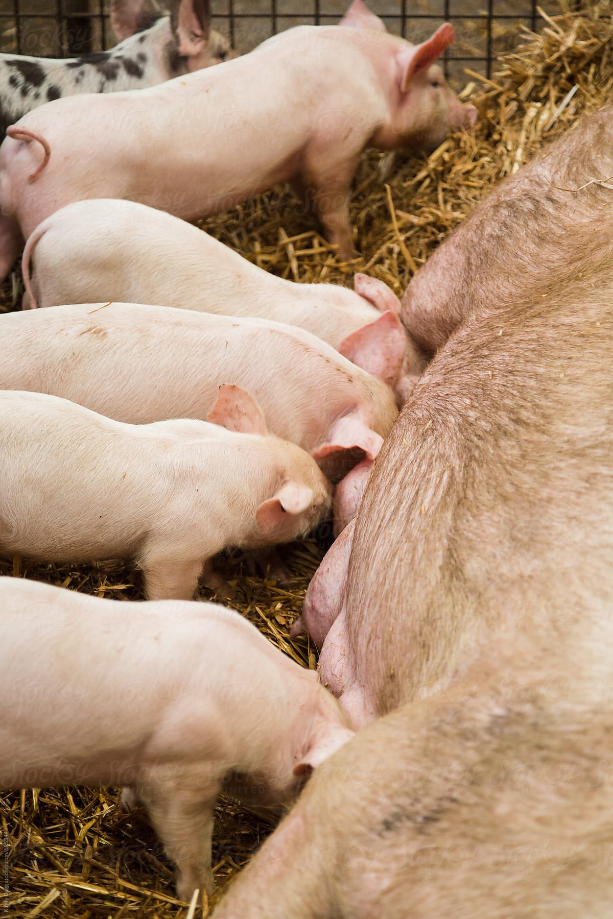 Piglets suckling from mother sow
