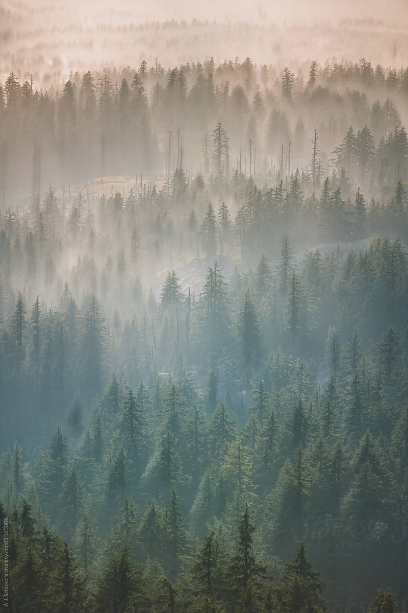 Foggy Forest By Stocksy Contributor Aj Schokora Stocksy
