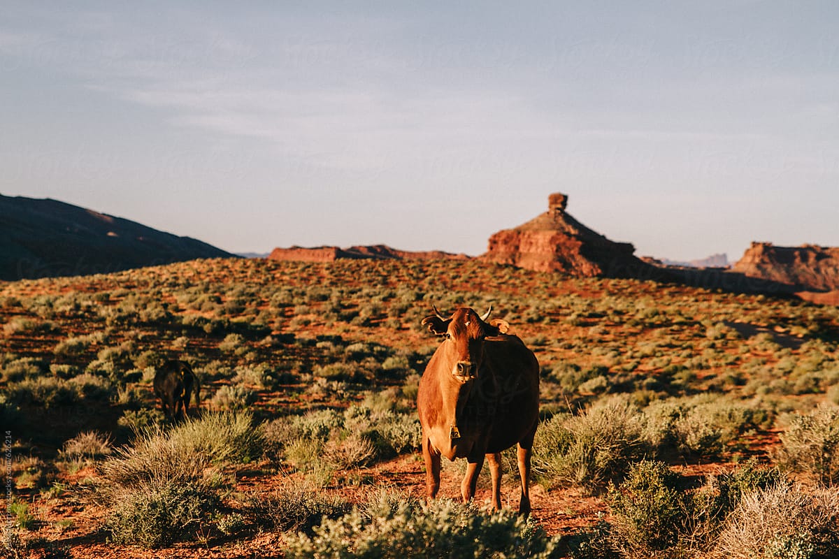 Cow steer bull standing in desert valley during sunrise