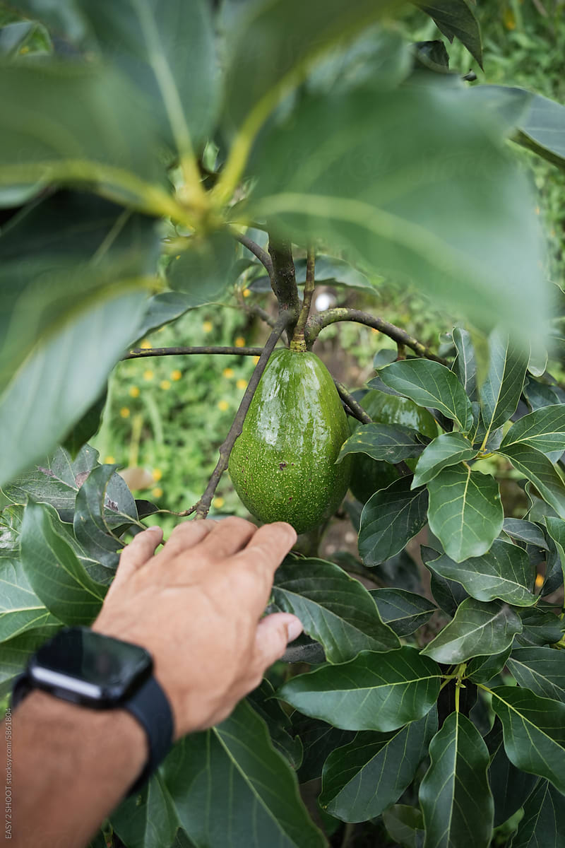 Person Handpicking Fresh Avocado From a Lush Tree