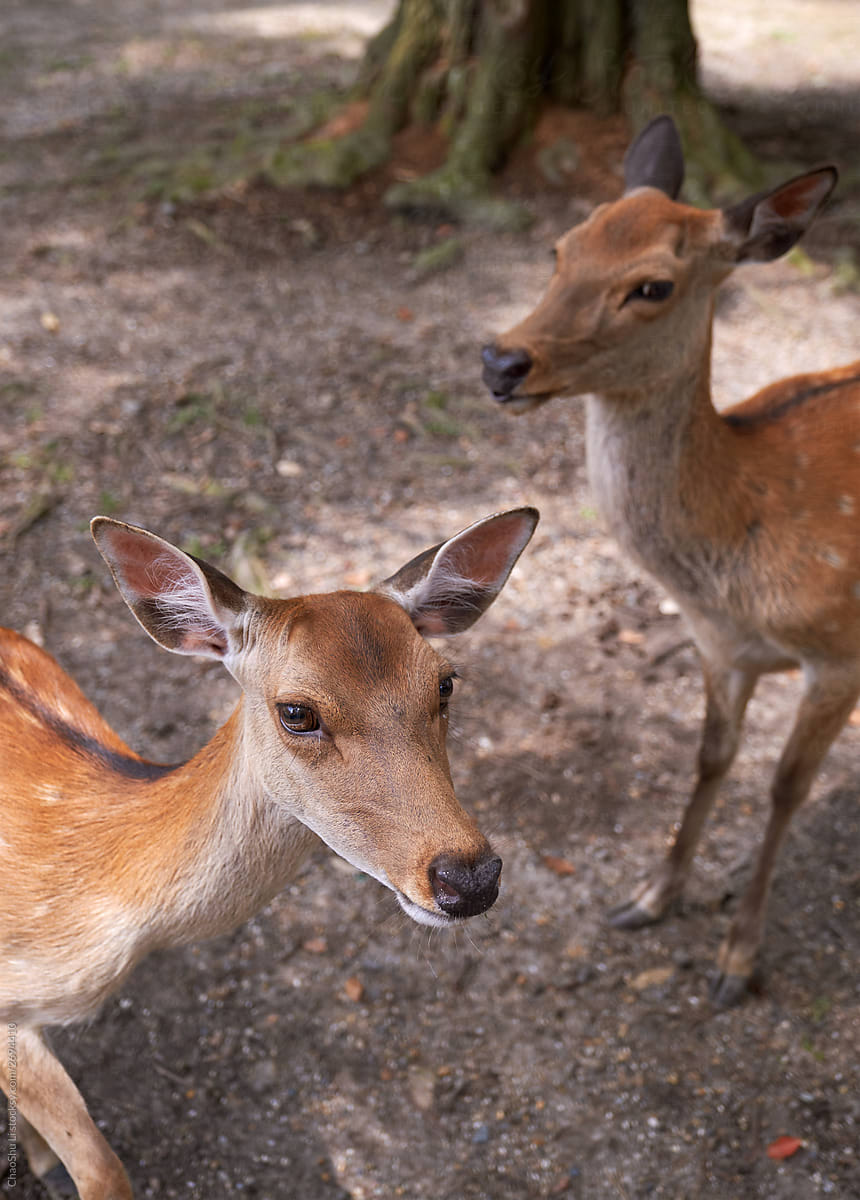Sika deer in the wild woods, Nara, Japan