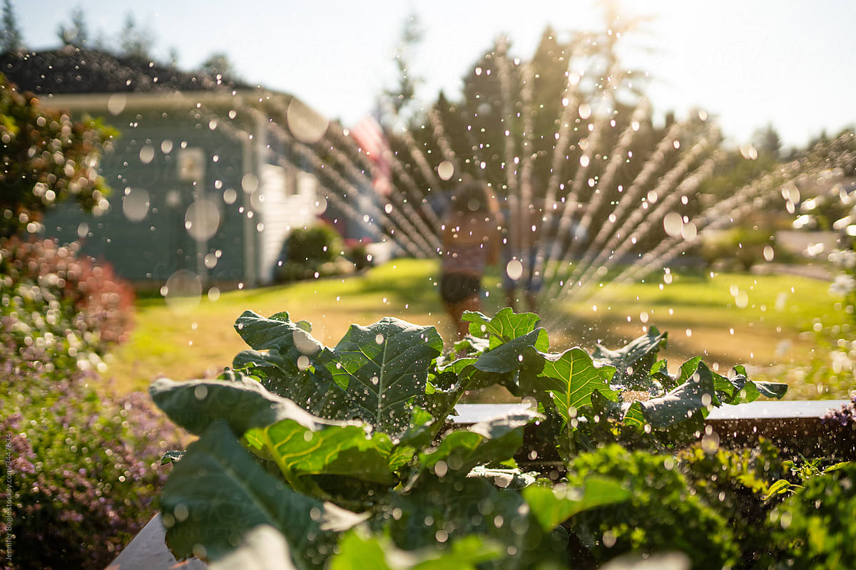 Sprinkler watering front yard garden while kids play in background