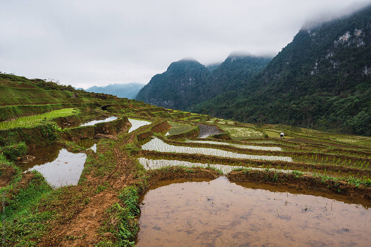 Water-covered rice terraces in the mountains