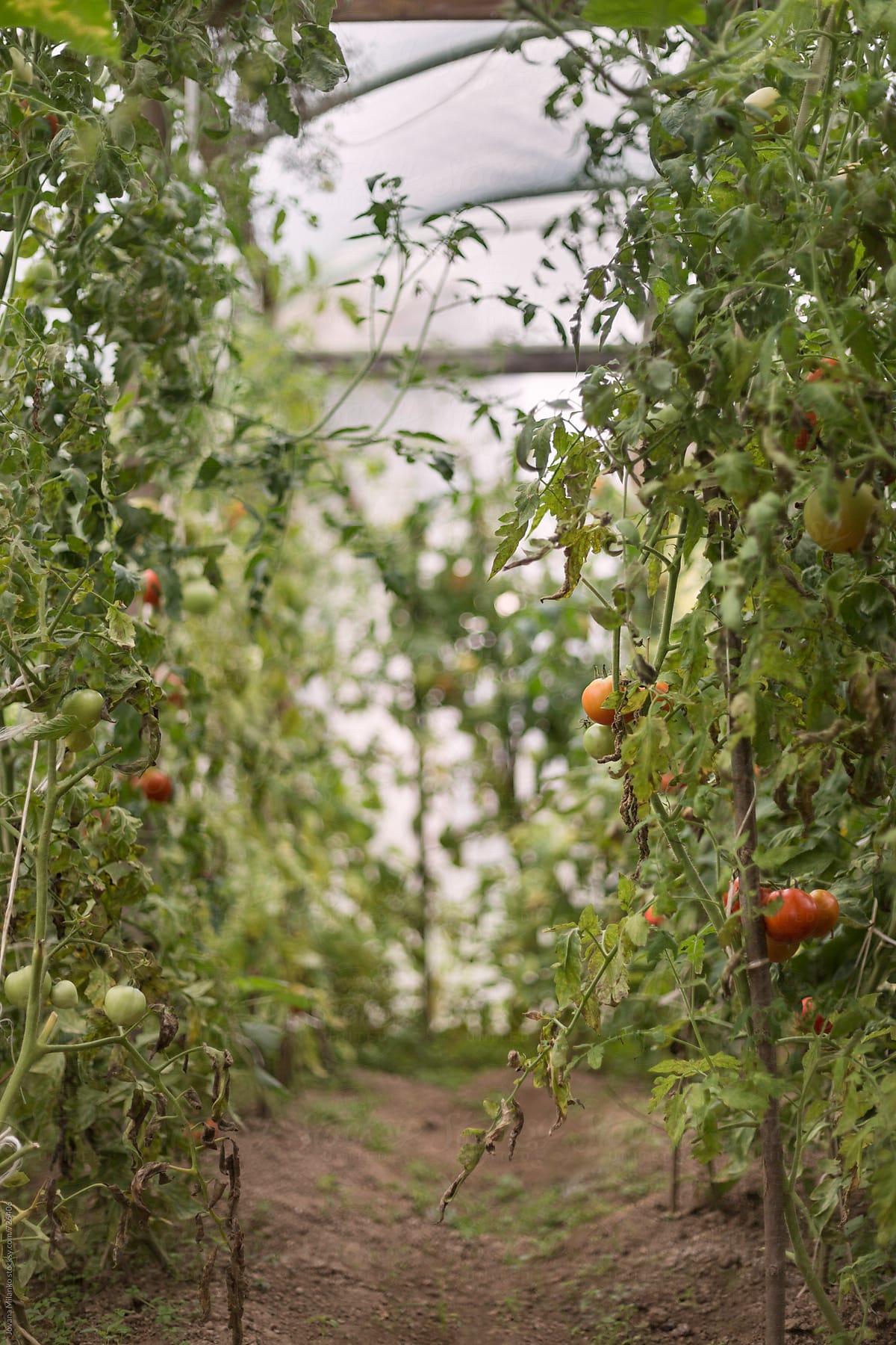 Greenhouse Organic Tomato Growing