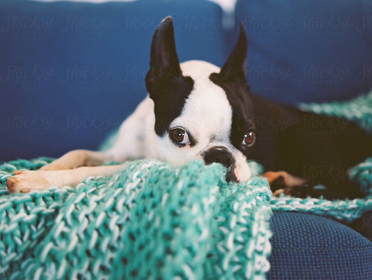 black and white boston terrier on couch