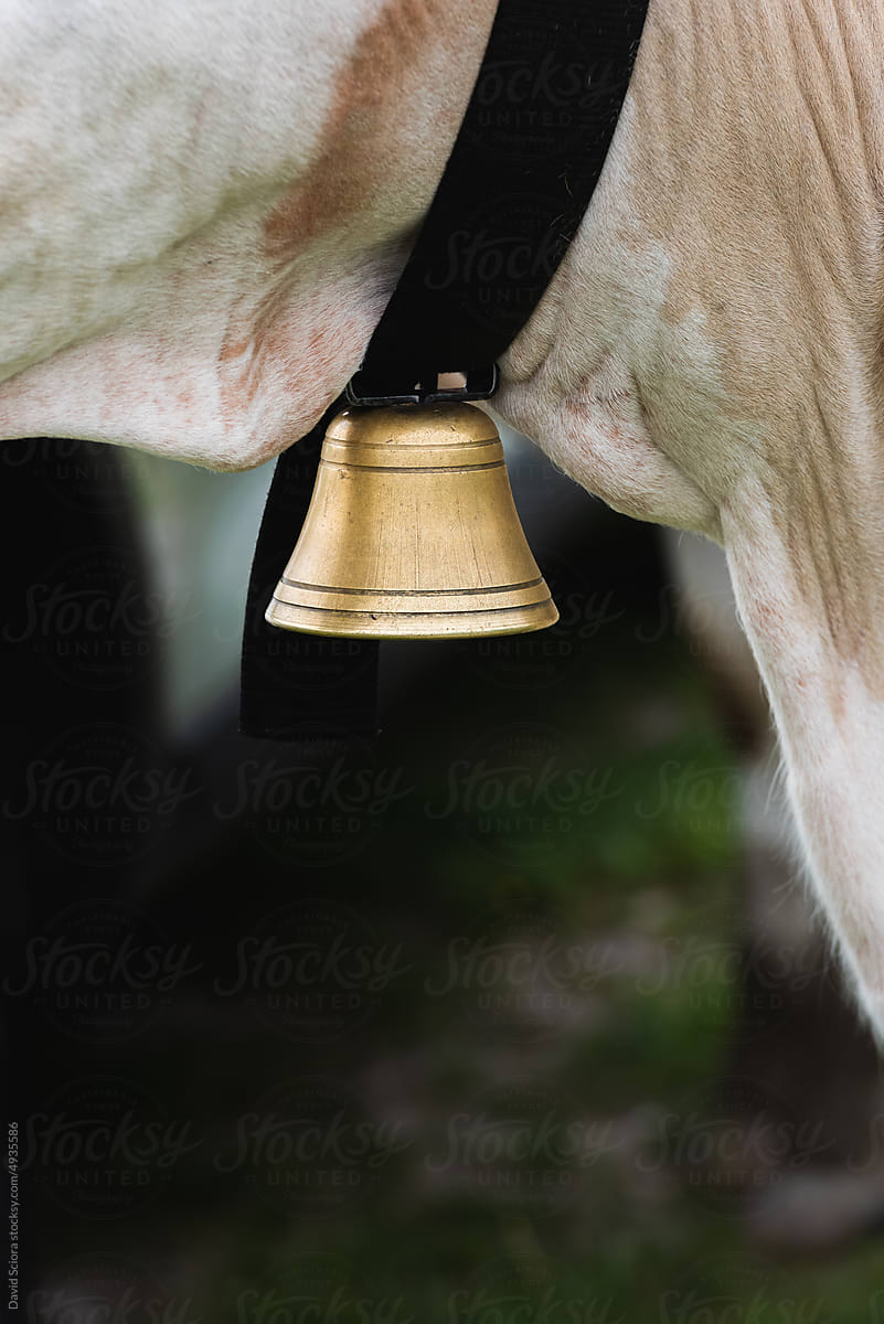 Cowbell on the neck of the cow
