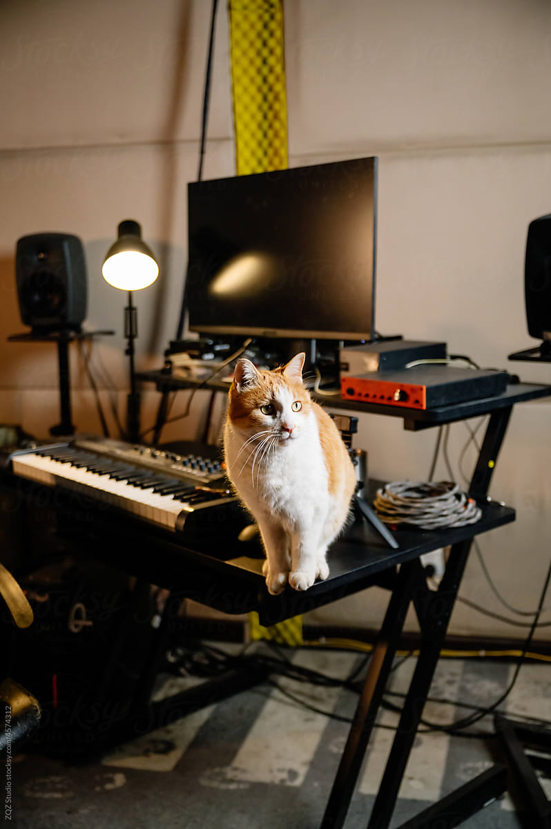 Pet cat standing on musical instruments