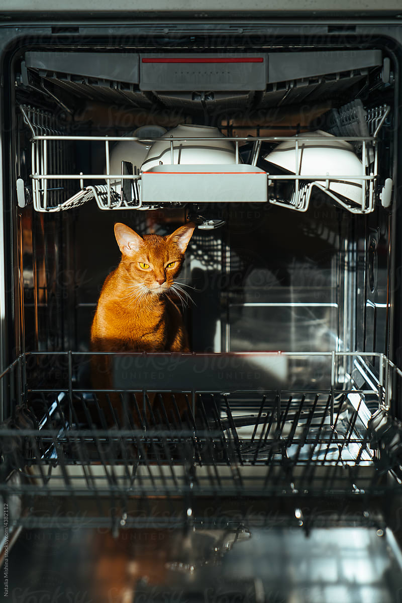 The Abyssinian cat is sitting inside the dishwasher.