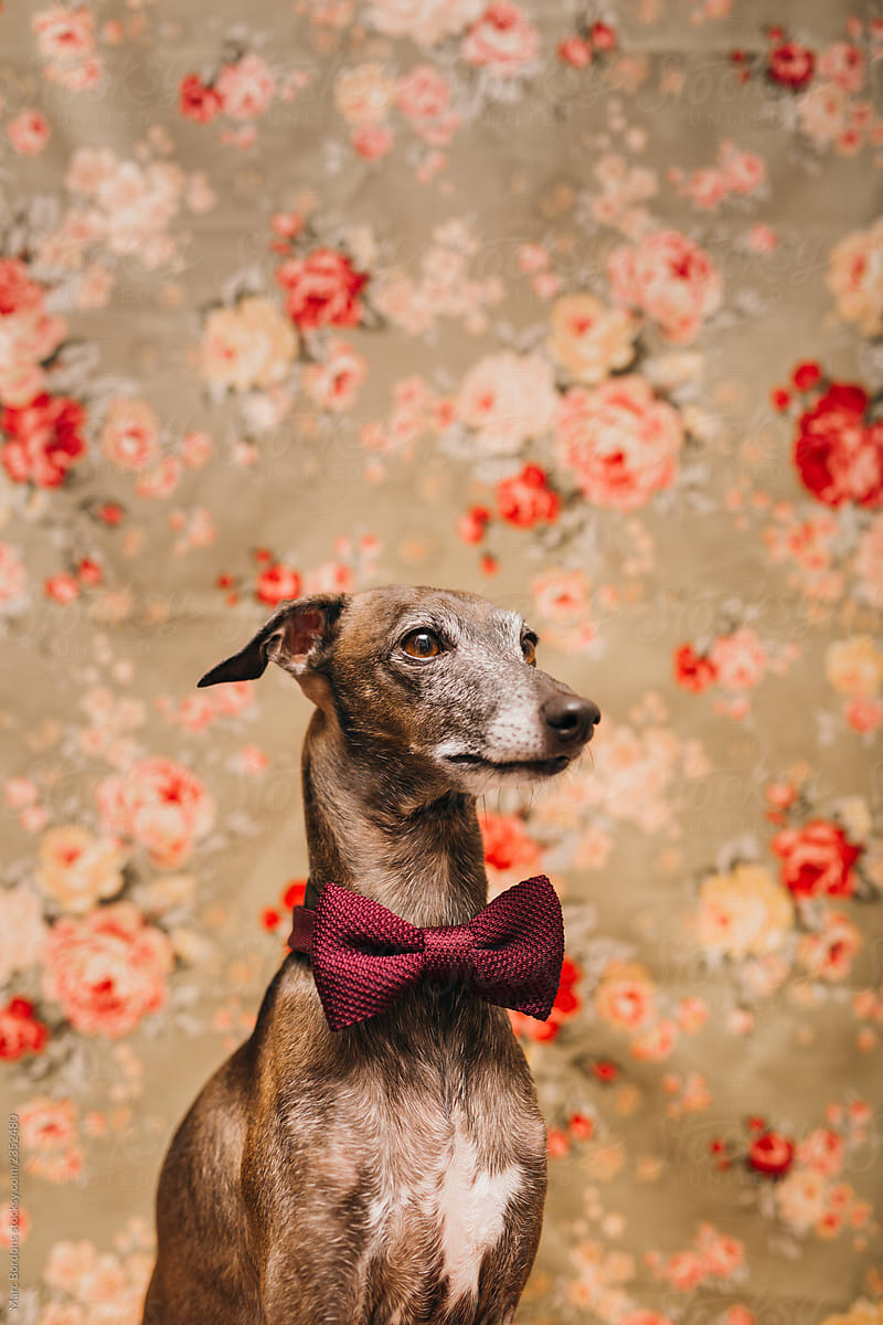 Dog portrait with bowtie