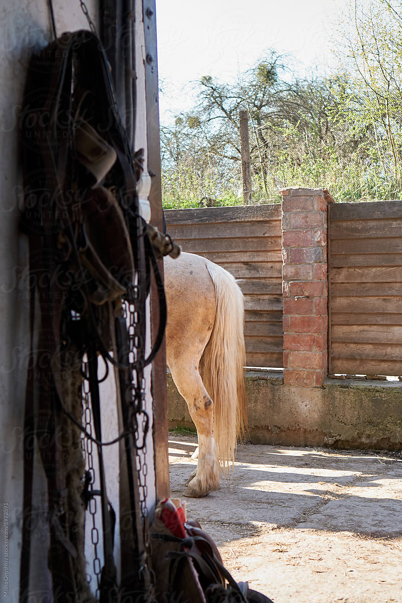 Horse in Stable Yard