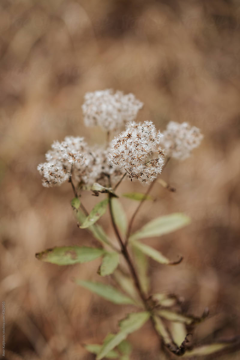Clusters of tiny white flowers in an inflorescence