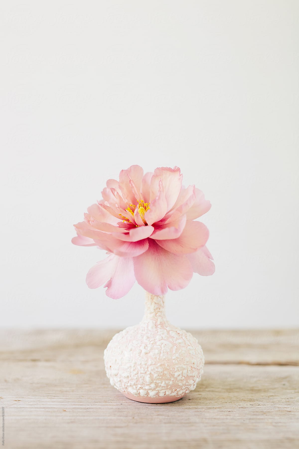 Pink Peony In A Vase By Stocksy Contributor Kelly Knox Stocksy
