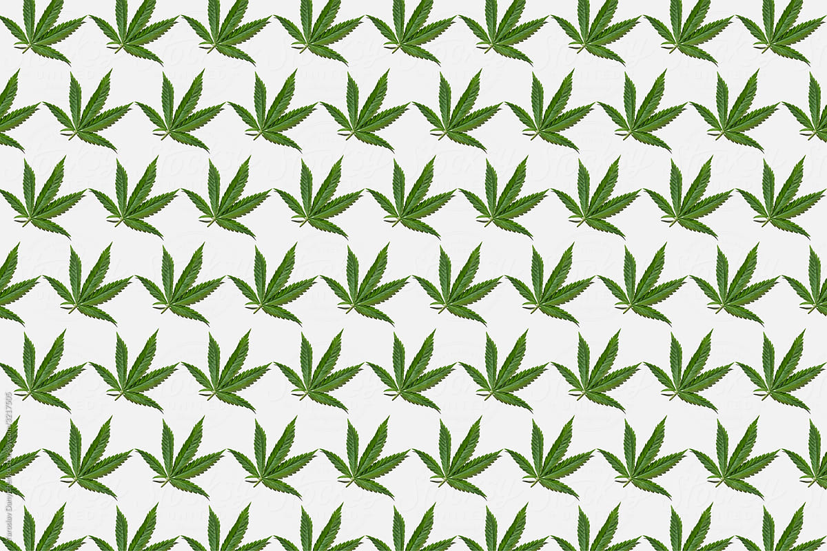 Cannabis plant leaves pattern.