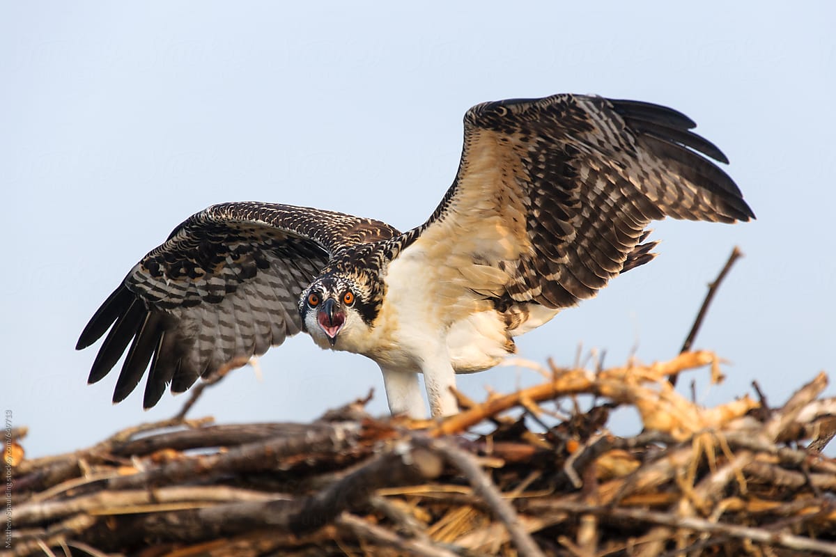 Agitated osprey in bird nest with wings open looking at camera