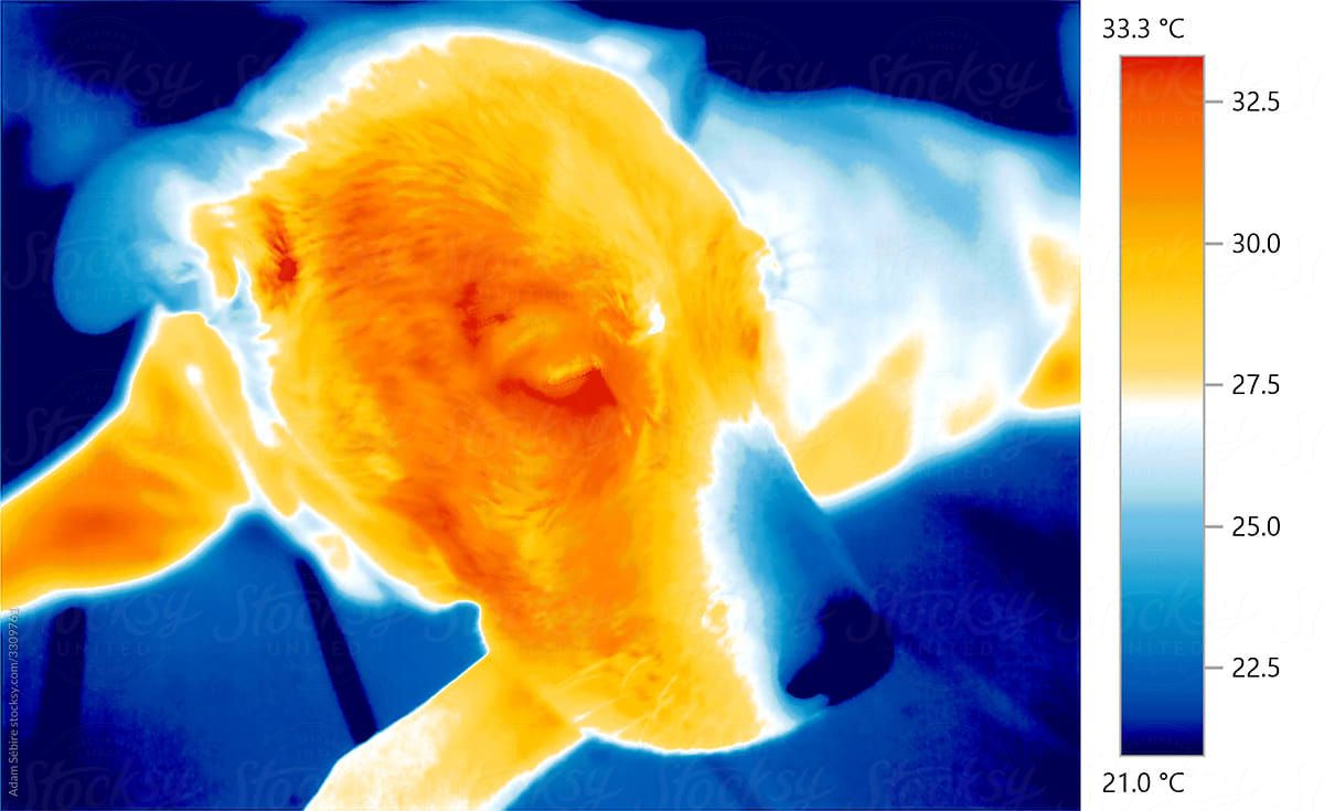 Dog thermal image showing warm and cold areas, animal pet thermogram