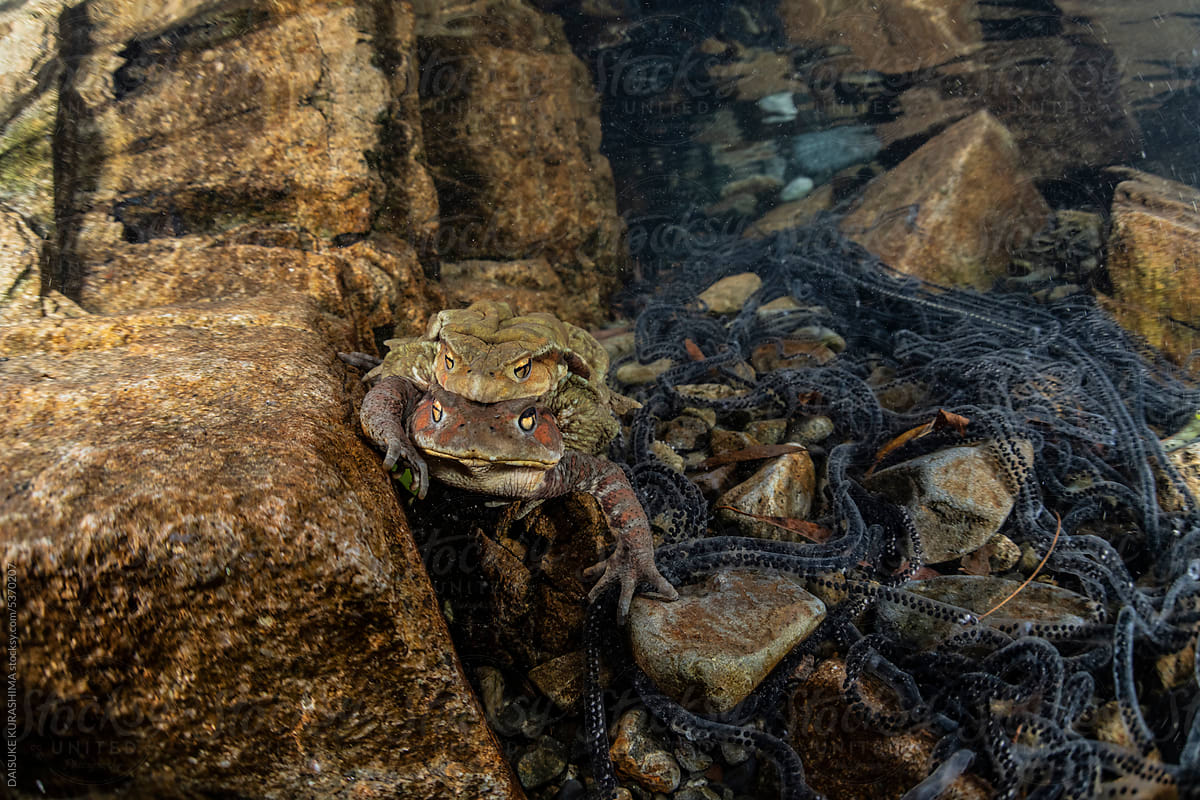 Breeding behavior of toads