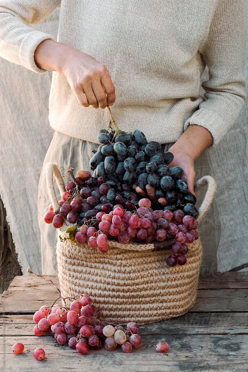 Elderly hands holding basket with organic fresh  grapes.