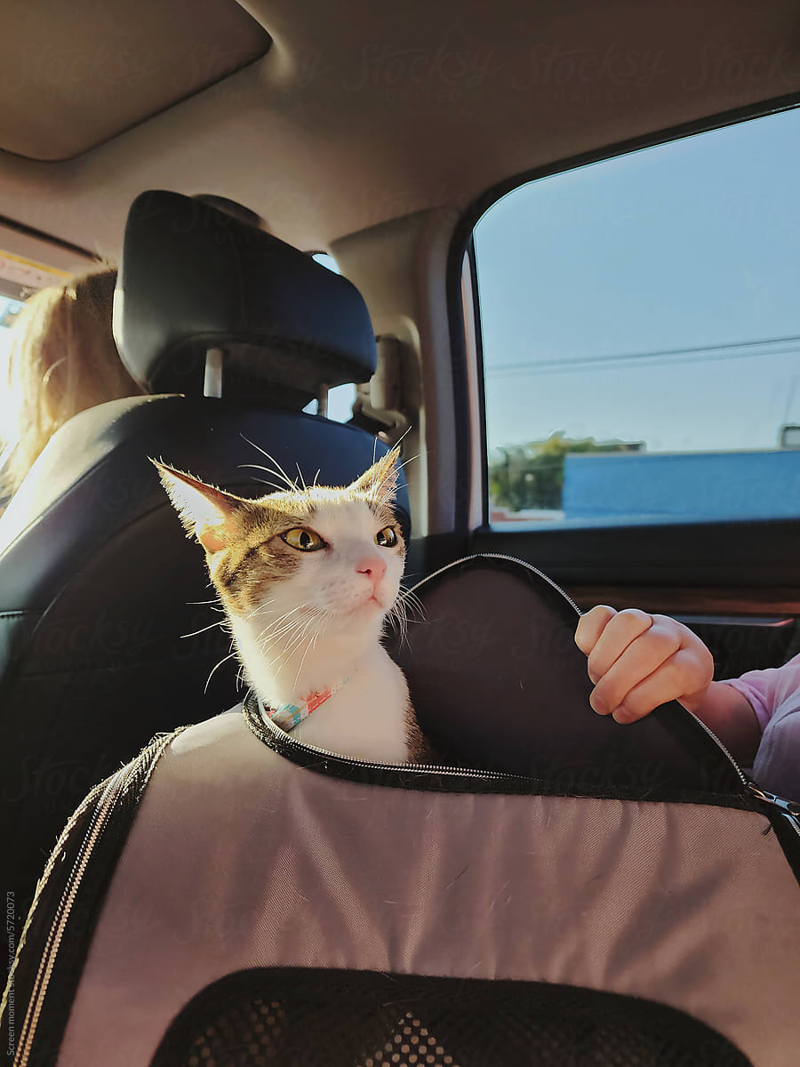Traveling In A Car With A Cat