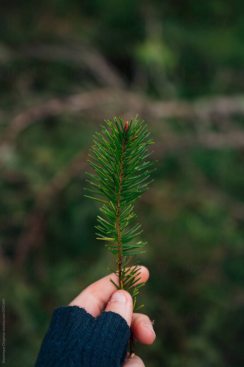 Womans hand holding a pine leaf