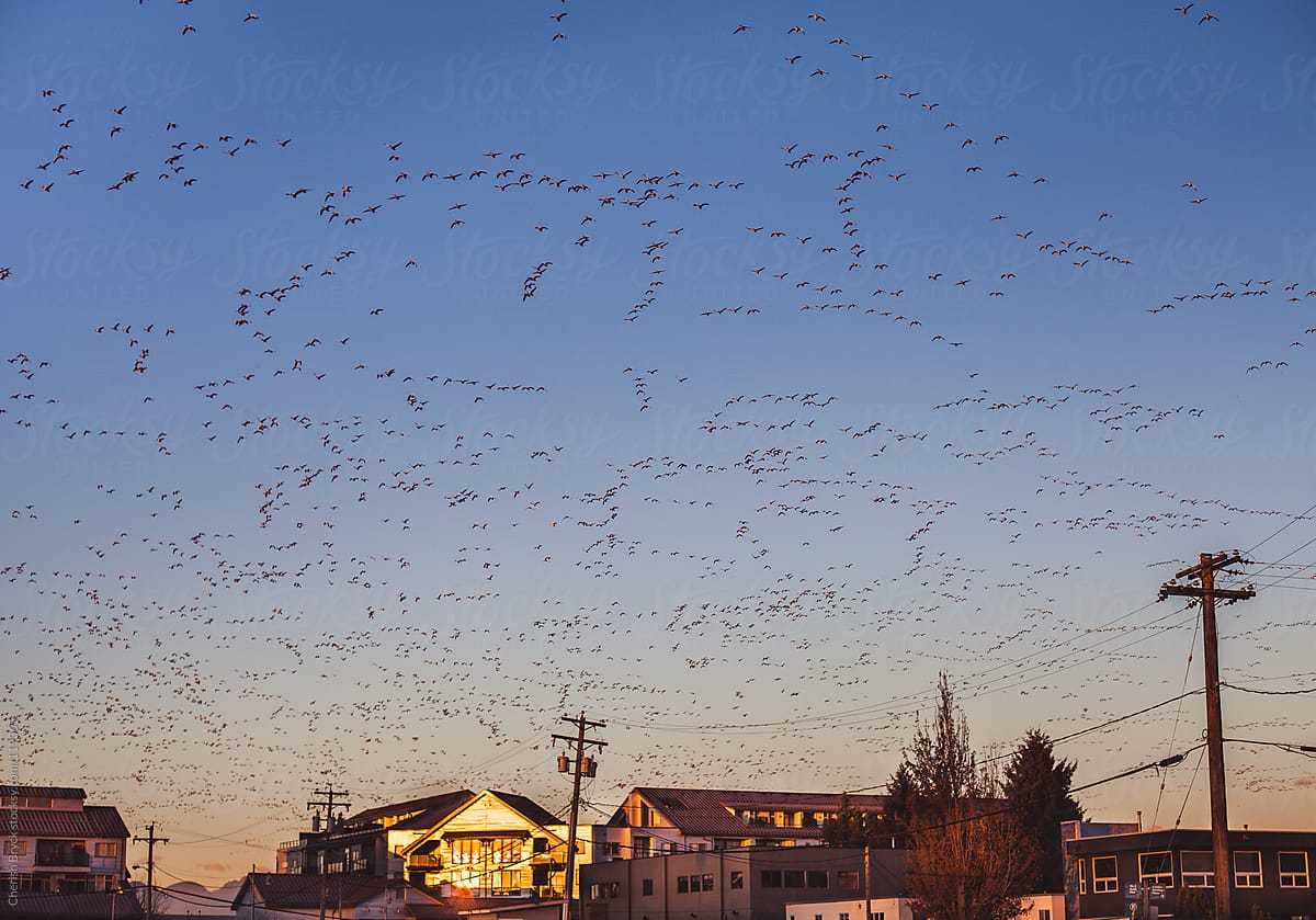 Bird migration fills sky.
