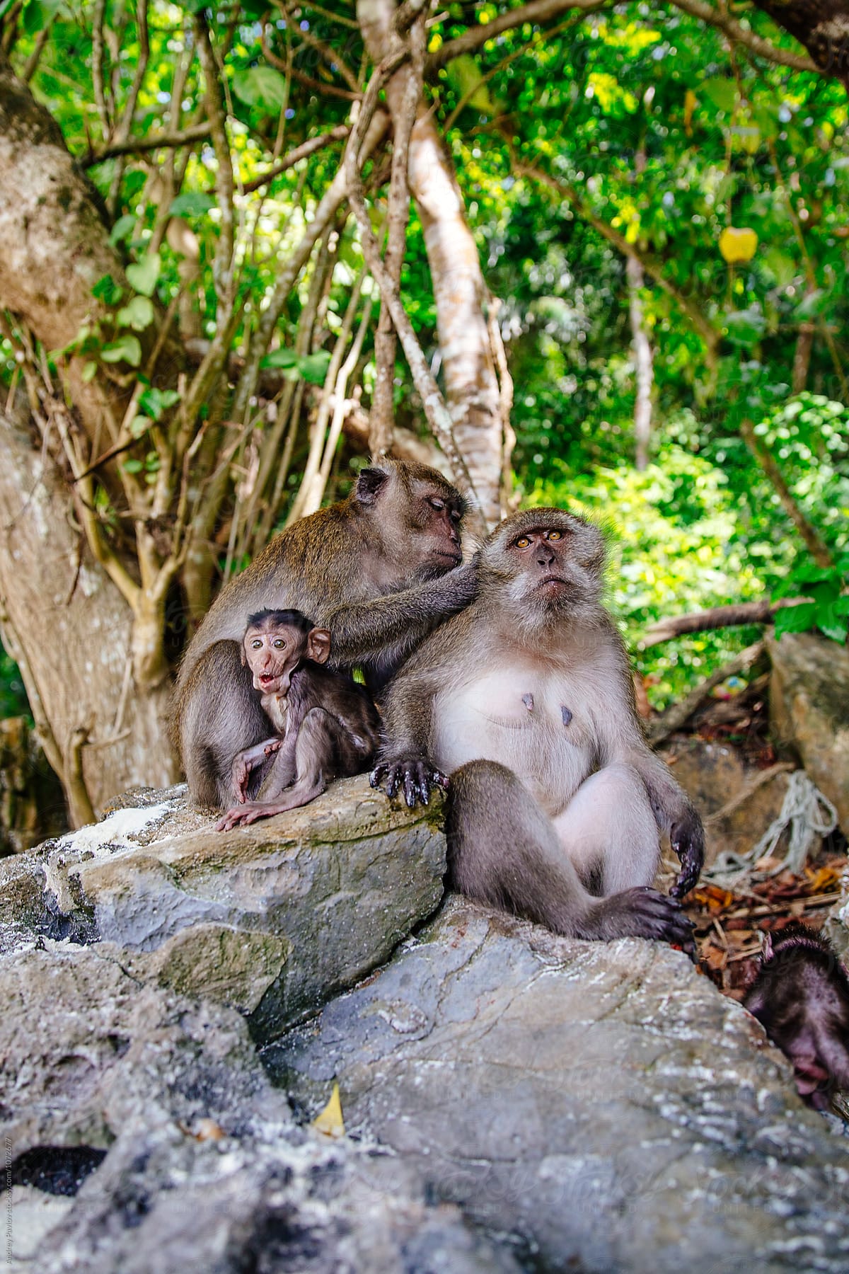 monkey family on Phi-Phi island beach