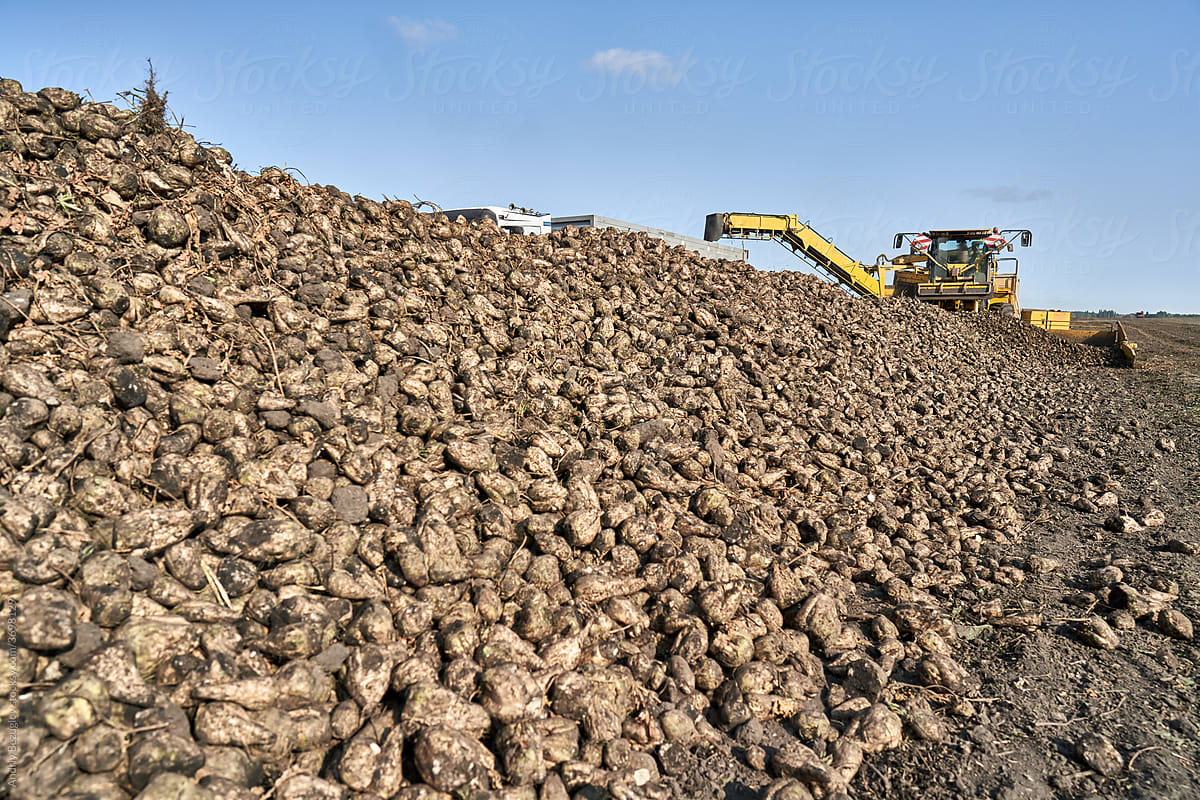 View at field with beet root and machines