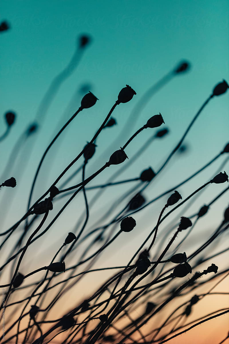 Silhouettes of wild flowers at sunset