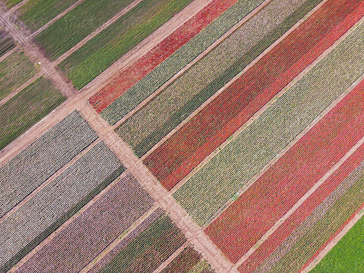 Agriculture: rose farming - rose flowers field in bloom