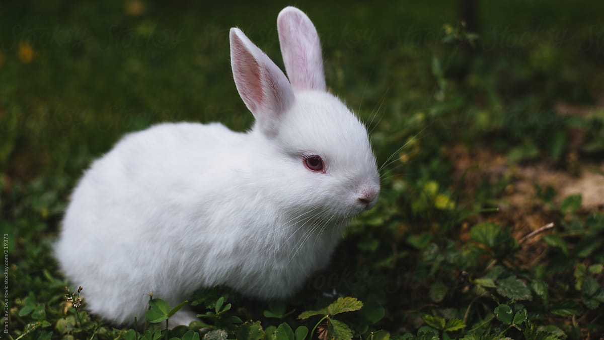 White baby rabbit close up