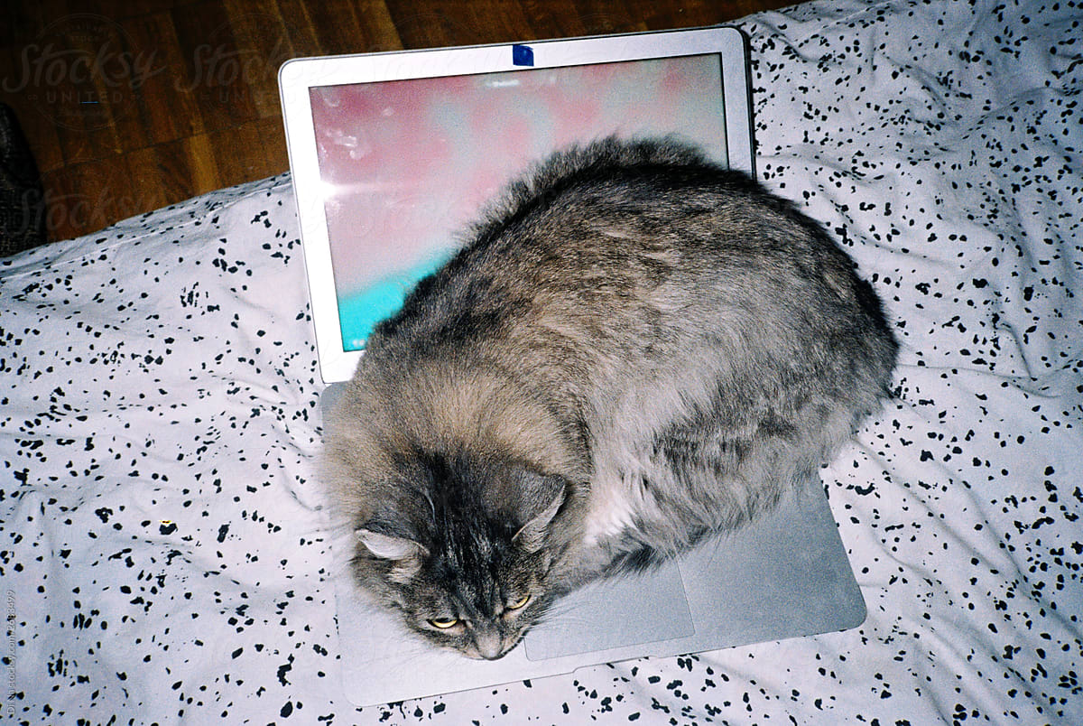 Cute cat laying on laptop