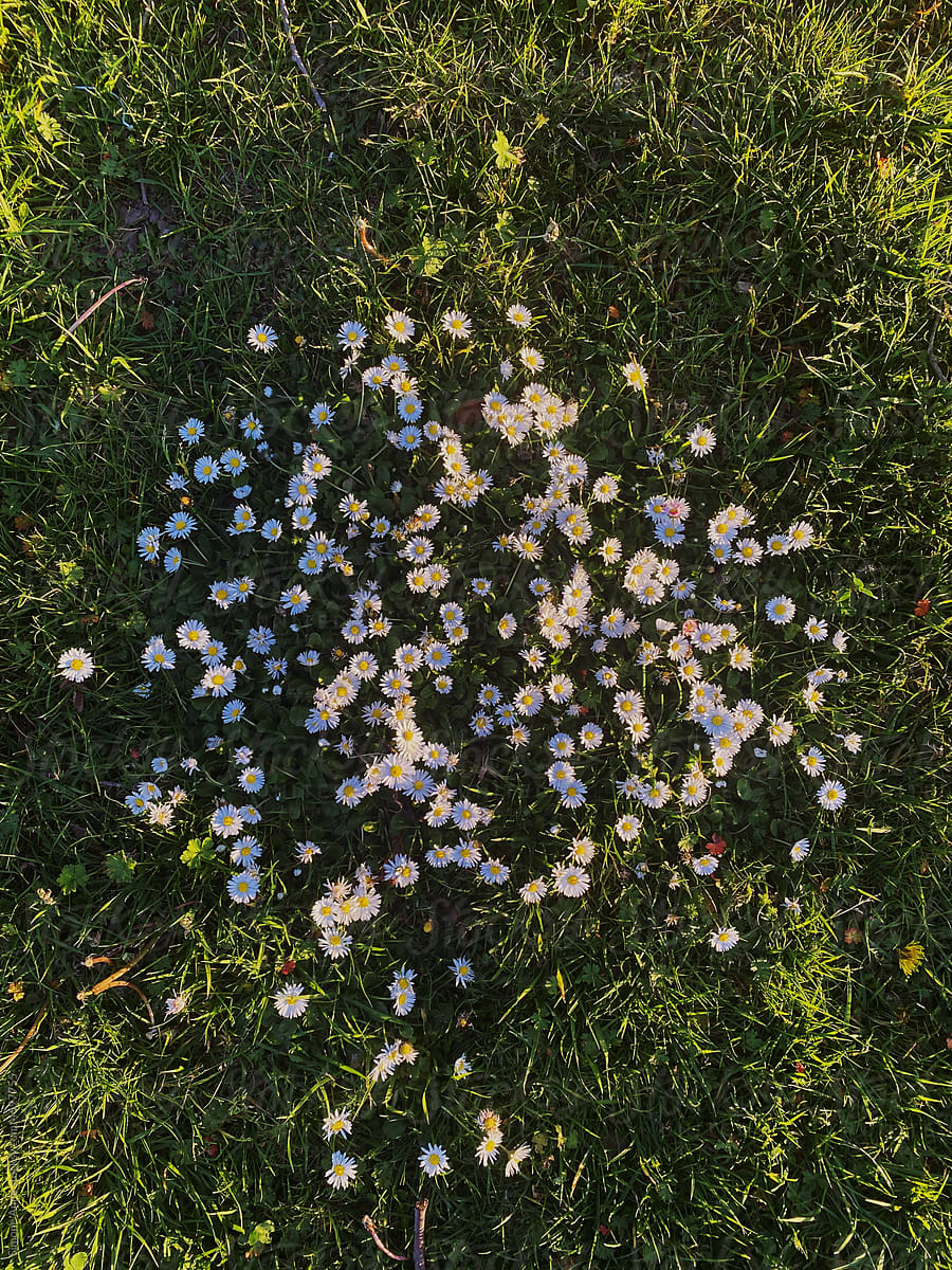 Daisies grow in a path on the grass