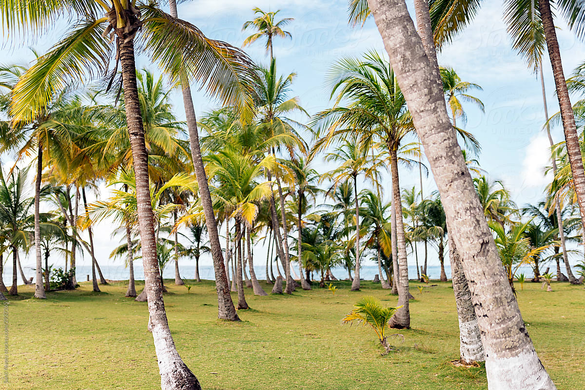 Palm trees on an island.