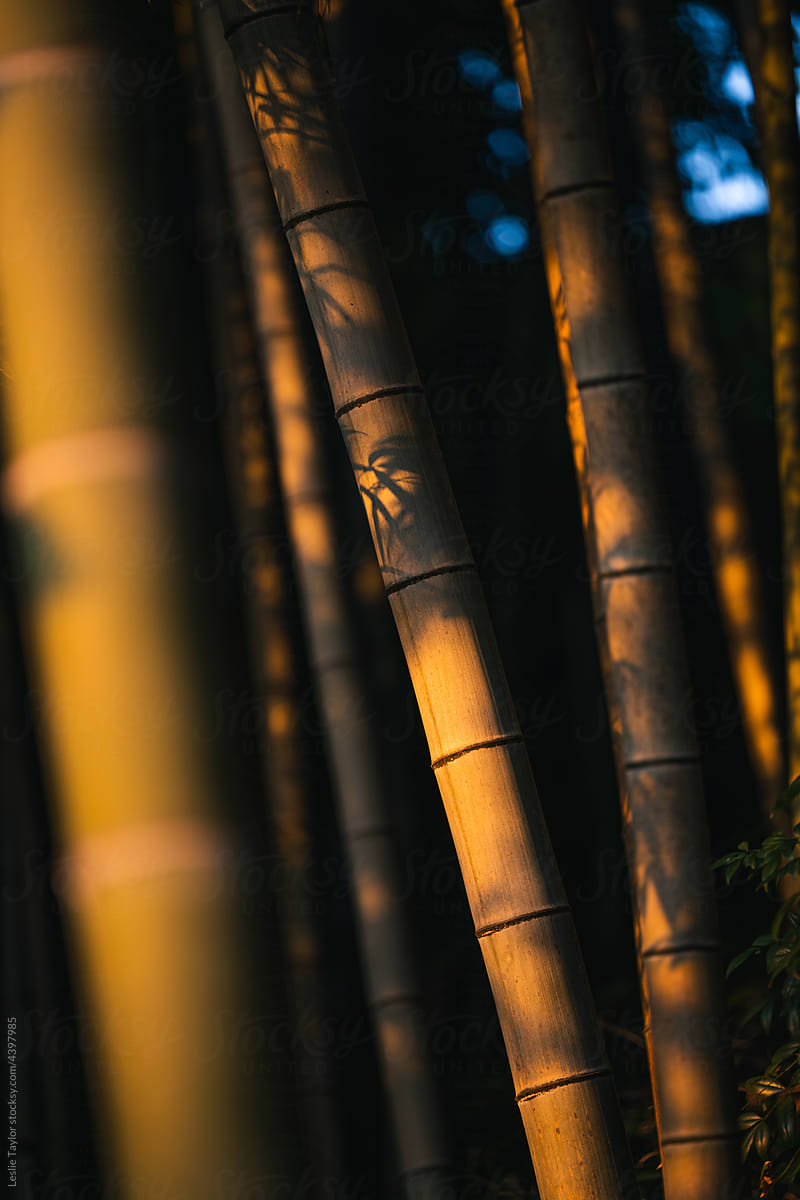 Bamboo In The Shadows