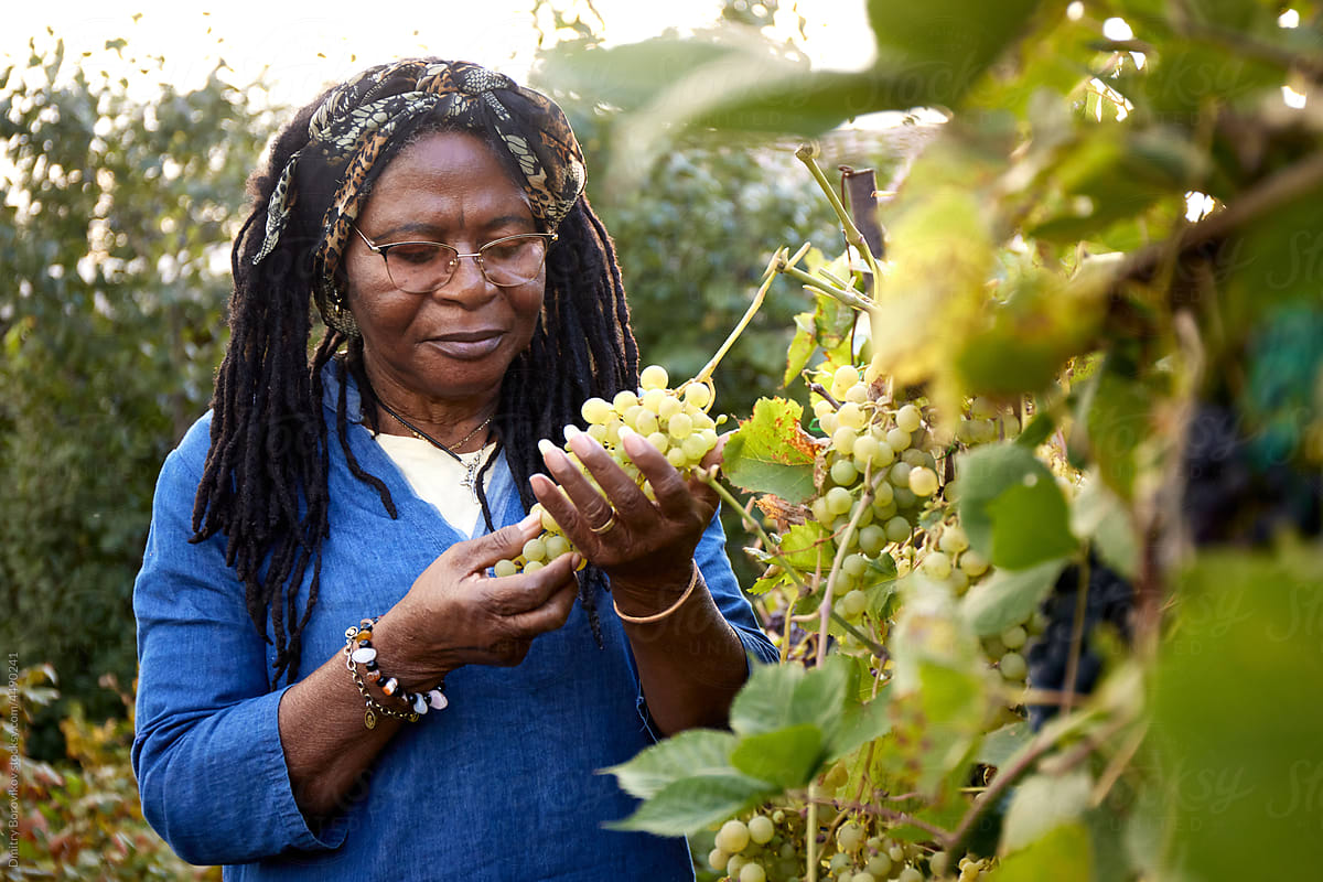 Woman inspects a grape harvest
