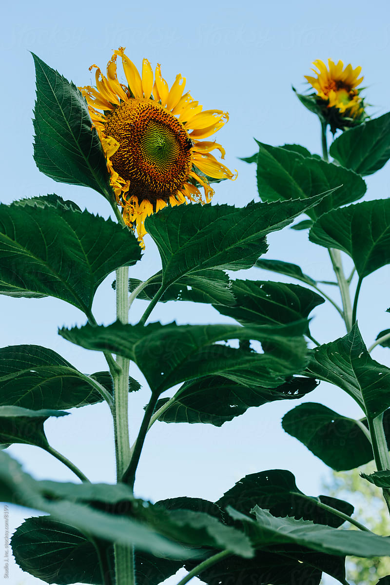 Backyard Garden: Sunflowers in the Vegetable Patch